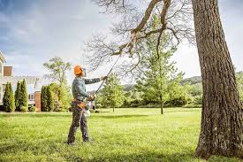 Best Tree Removal Services  in Nelsonville, OH